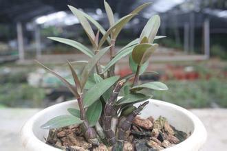 野生與種植鐵皮石斛的差異及現(xiàn)代種植要點(diǎn)