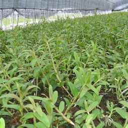 云南龍臨石斛種植基地 匠心耕耘，打造道地石斛產業新高地