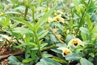 霍山石斛的種植技術(shù)與方法