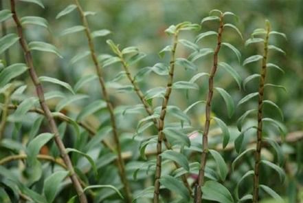 鐵皮石斛高效種植的溫度管理與實(shí)踐要點(diǎn)