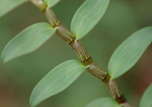 文山十大特產(chǎn)與石斛種植全指南
