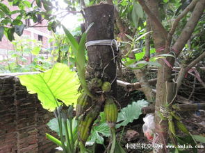 天然生態(tài)栽培 石斛藤間蘊(yùn)靈的見證報(bào)告，在清蔭護(hù)映里長成一首綠色物語（含珍貴圖片多幀獨(dú)家紀(jì)實(shí)）在清凈環(huán)境中茁壯的驚喜紀(jì)錄