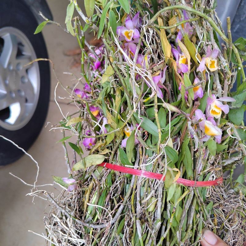 樂業(yè)美花石斛種植 品質(zhì)與傳統(tǒng)的共贏之談