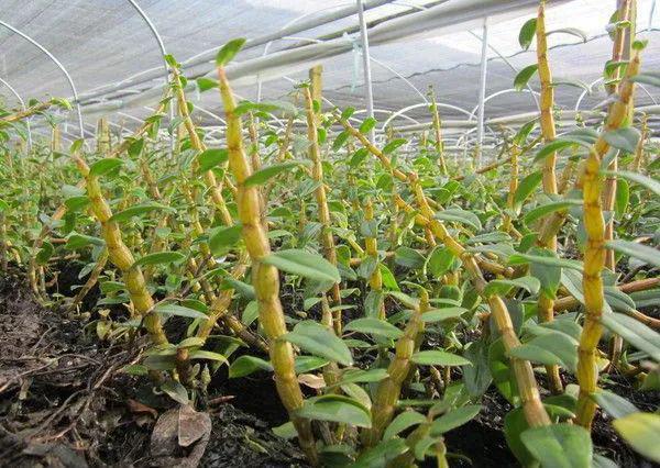 探秘香港寶芝林鐵皮石斛 仿野生種植五載精華，膠質(zhì)濃纖維少口感與效果兼得