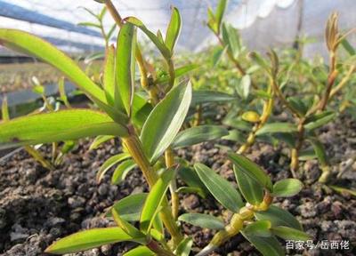 霍山特產(chǎn)大盤點(diǎn) 岳西人整理的二十多種地道風(fēng)味與石斛種植，還原皖西珍寶的純粹魅力