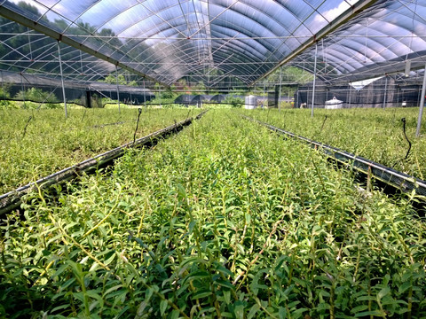鐵皮石斛種植全指南 從選種到豐收的實(shí)踐技巧