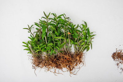霍山石斛的種植技術(shù)詳解